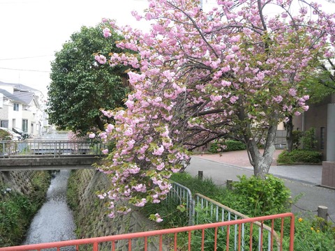 20260413西真上八重桜 (1)