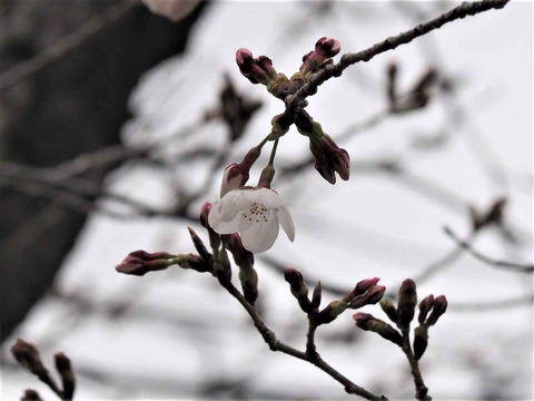 20230318高槻城公園桜 (2)