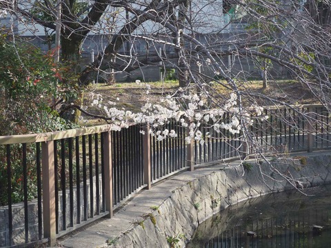 20230311河津桜 (19)