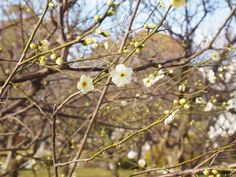 20200130高槻城公園梅 (2)
