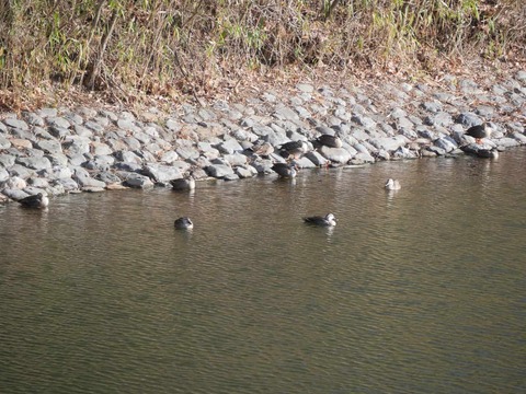 20260301今城カモ (14)