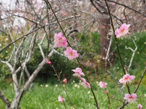 20220312大門寺 (16)