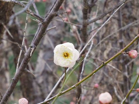 20220129西の川原梅 (5)