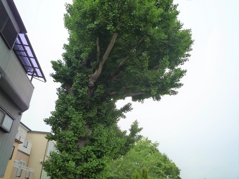 mokomokoicho
