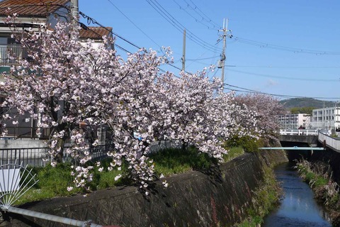 20200414sakura1
