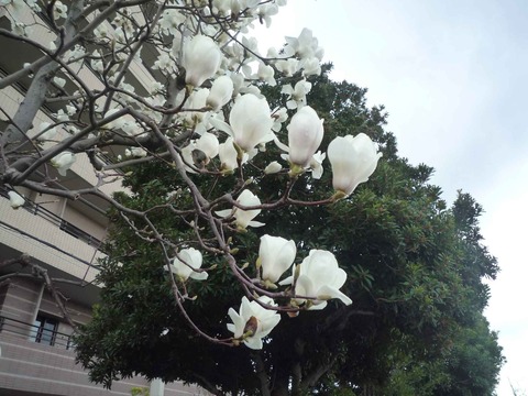 hakumokuren2018_2