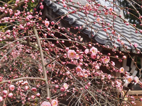 20230225天神祭り (79)