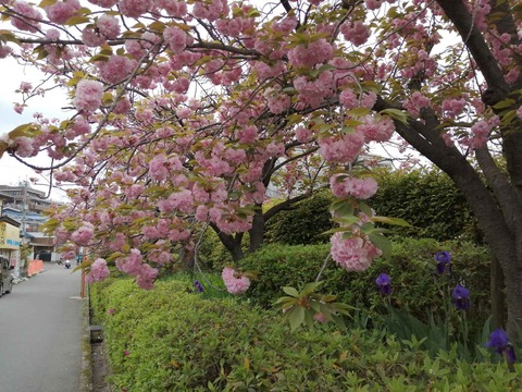 20240417桜 (3)