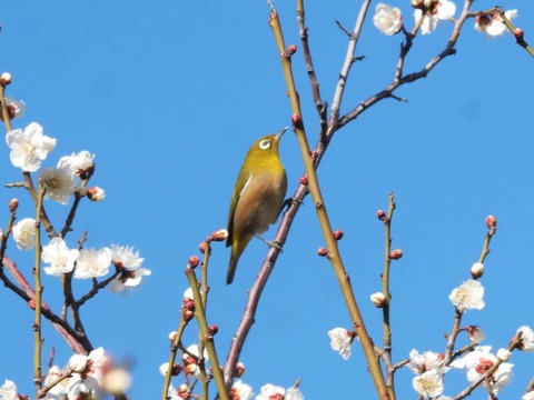 20260217茨木梅林 (17)