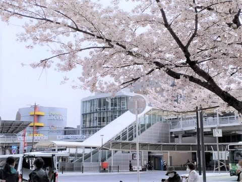 20230401桜 (1)