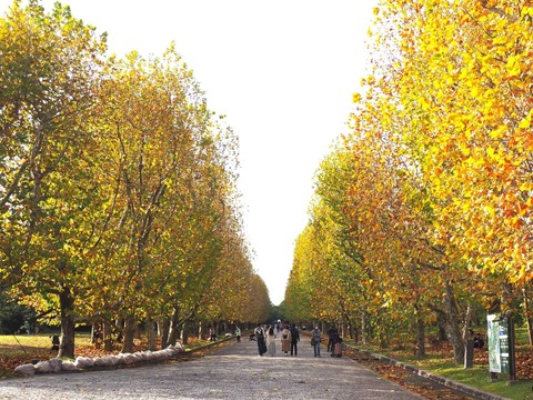 20231119万博紅葉 (11)