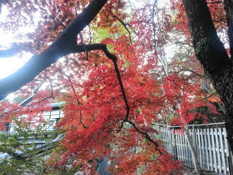 20211117神峯山寺 (6)