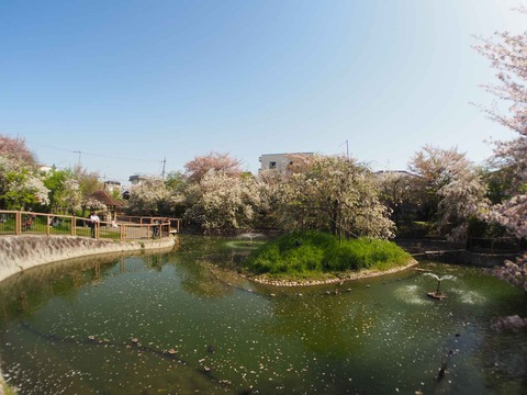 20240414桜 (58)