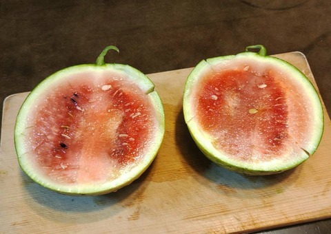 20220730スイカ (3)