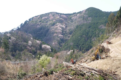 20200405sakura2
