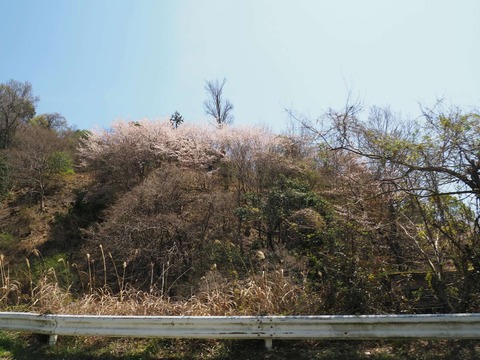 20250412府道6号桜 (15)
