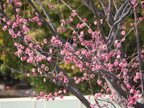 20260204しろあと梅 (9)