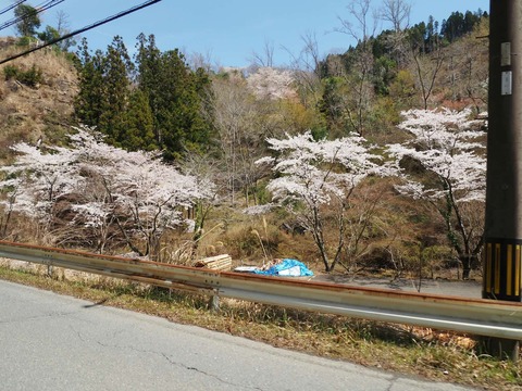 202504112樫田桜 (8)