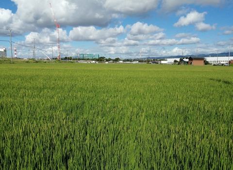 IMG_20240823_082456_edit_220946759833471