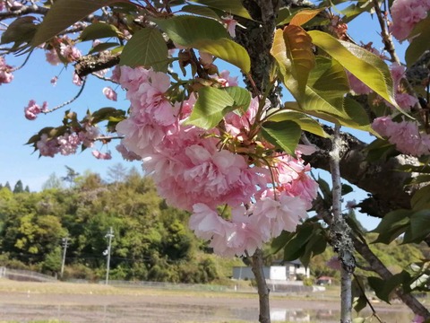 20220504樫田 (15)
