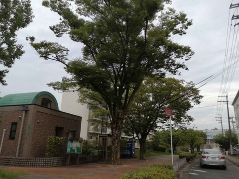 20230705セミ