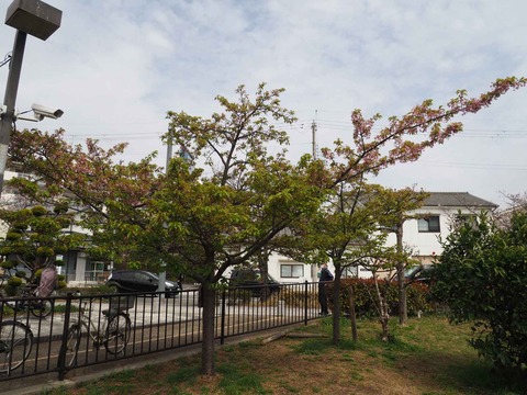 20230325筒井池公園 (3)