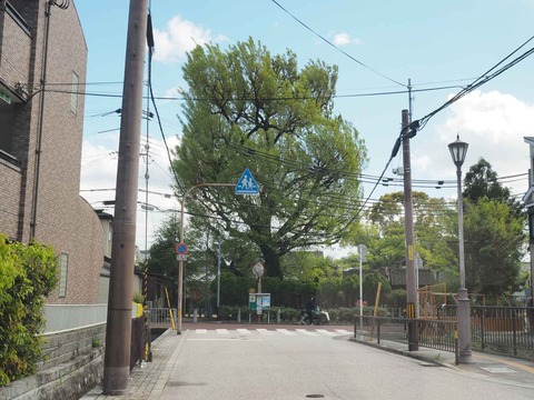20230408アベマキ (1)