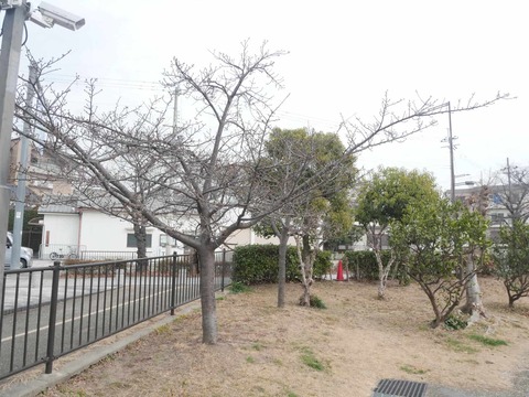 20260206筒井池公園 (13)