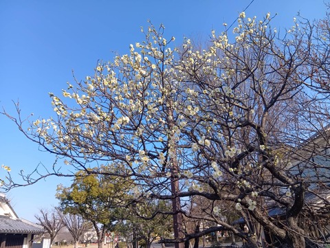 20260204しろあと梅 (6)