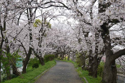 20200401sakura5