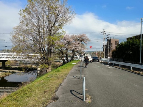20250416芥川桜 (3)