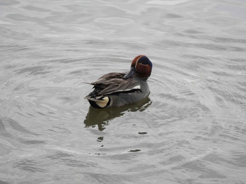 20240602コガモ (3)