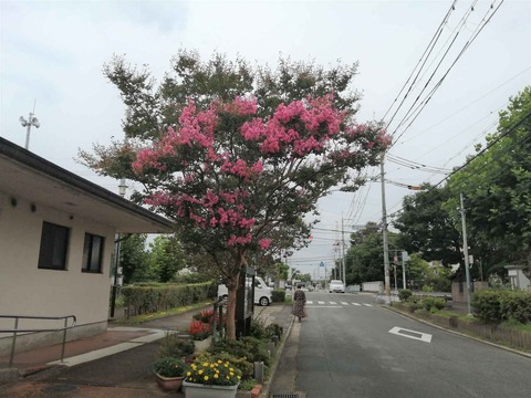 20230713サルスベリ (4)