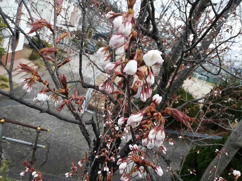 20220322桜 (9)