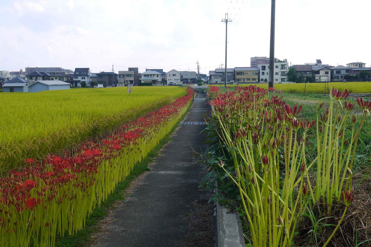 高槻の北部 田んぼで咲き始めたこの花は何 赤くて虫除けに植えられていることが特徴 19年 高槻network新聞 高槻の北部 田んぼで咲き始めたこの花は何 赤くて虫除けに植えられていることが特徴 19年 高槻network新聞