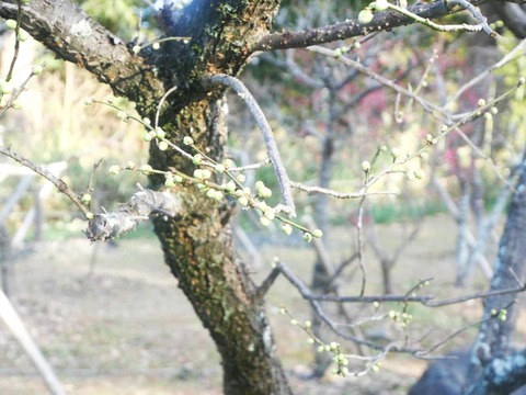 20250222上宮天満宮 (13)