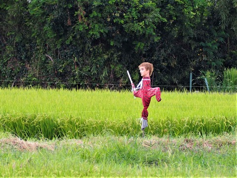 20230909氷室かかし (1)