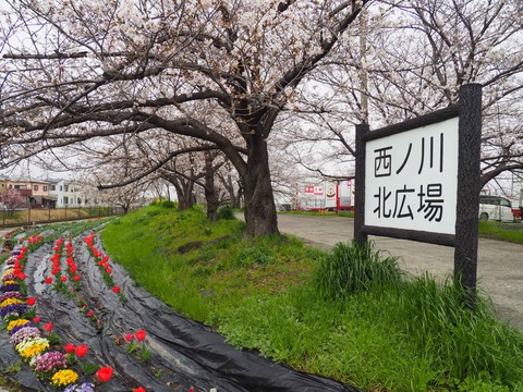 20230325玉川沿い桜 (25)