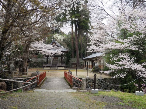 20230325原の桜 (11)