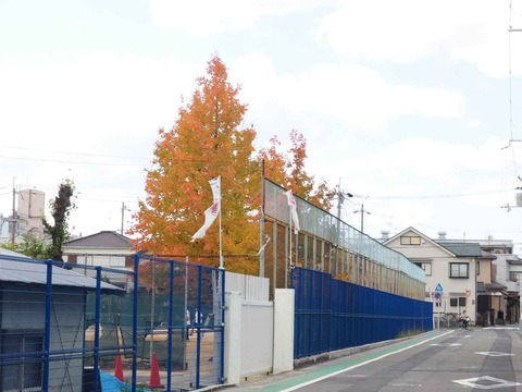 20221105三島高等学校紅葉 (1)