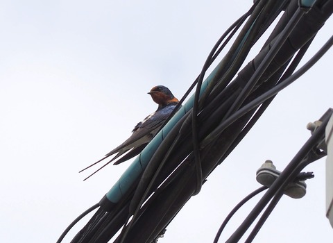 20240407つばめ (2)