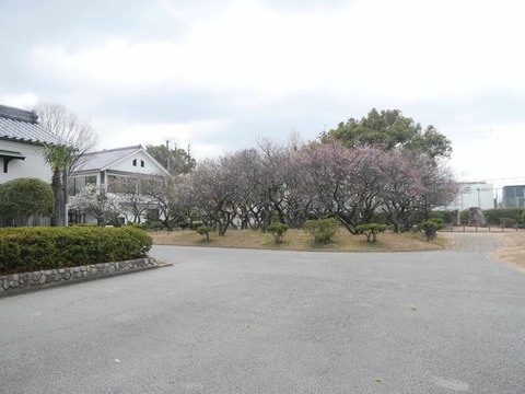 20260216高槻城公園南地区 (23)