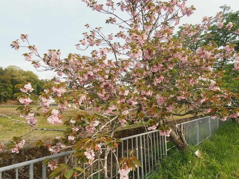 20250503樫田桜 (4)
