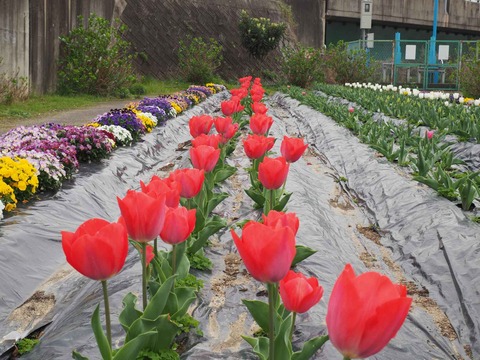 20230325玉川沿い桜 (23)