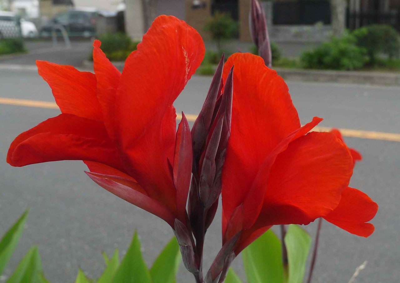 高槻の街かどで今年も咲いてきたこの花は何 しっかりとした幹と大きな花が特徴 19年 高槻network新聞