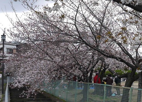 sakura2019_2