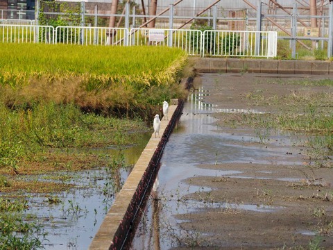 20220924コスモス (4)