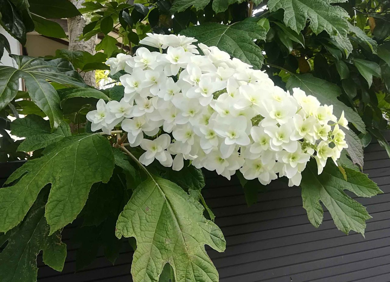 街かどで咲くこの花は何 白い花とかしわのような葉が特徴 19年 高槻network新聞