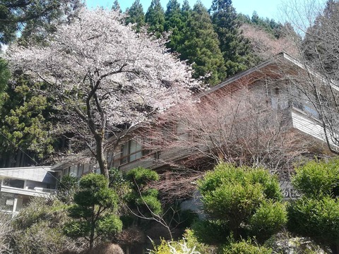 20200405sakura11