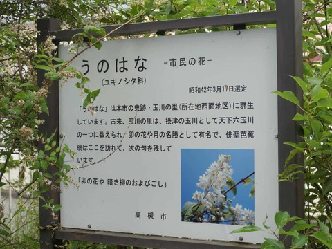 20260522うの花 (13)